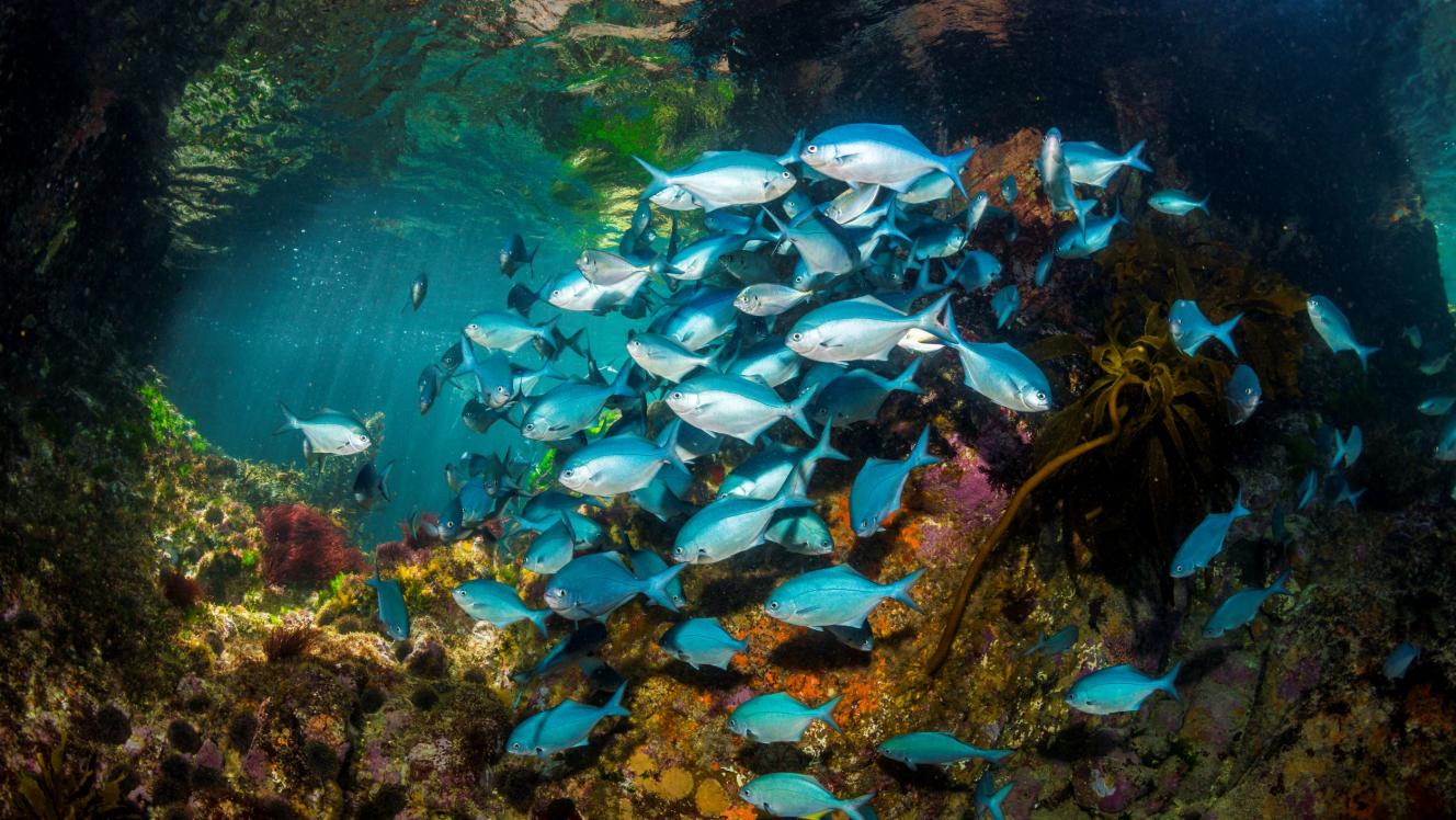 Image of blue maomao fish in the Hauraki Gulf