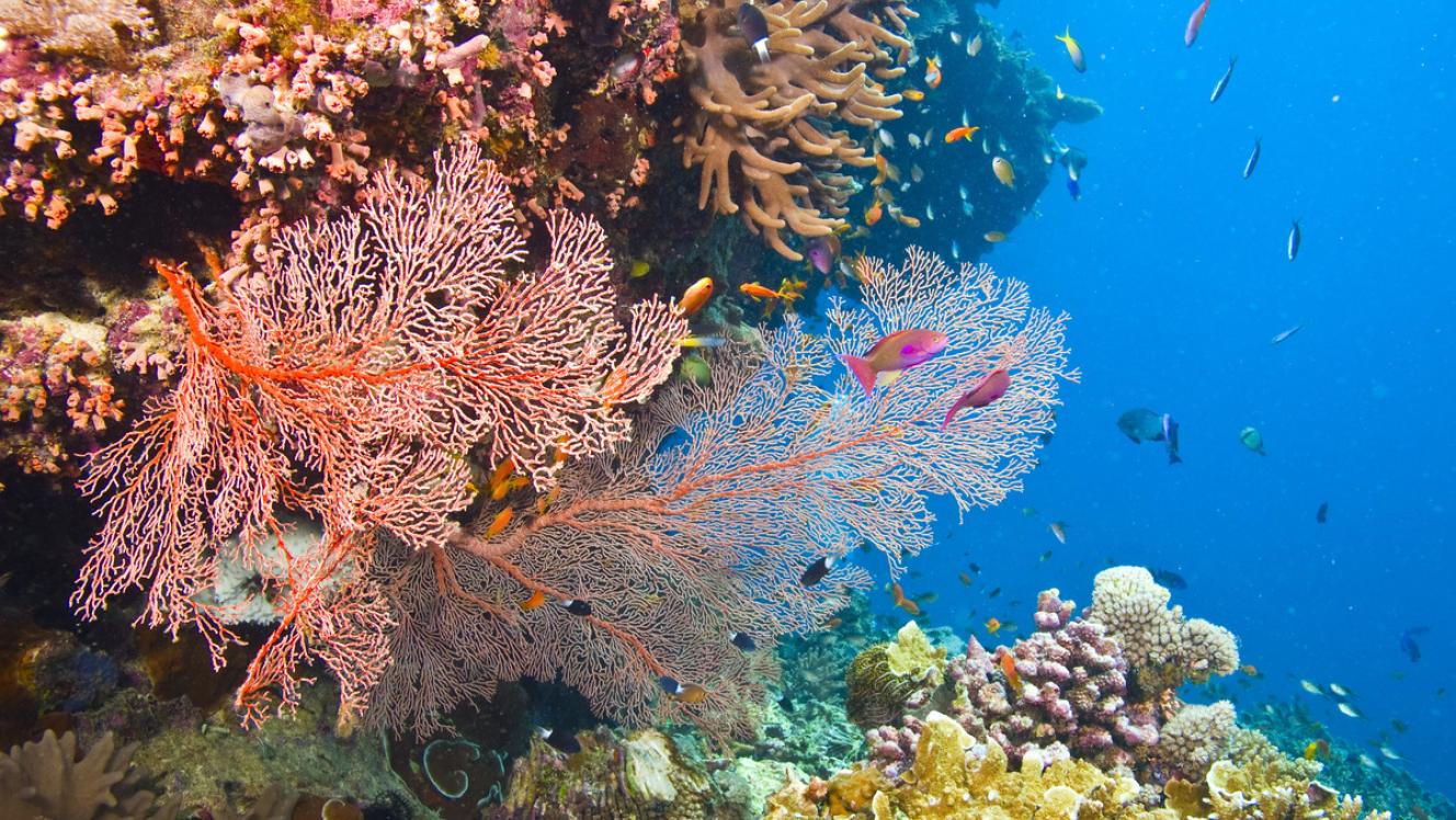 Large orange gorgonian common sea fans and variety of colorful coral in the Great Barrier Reef, Australia.