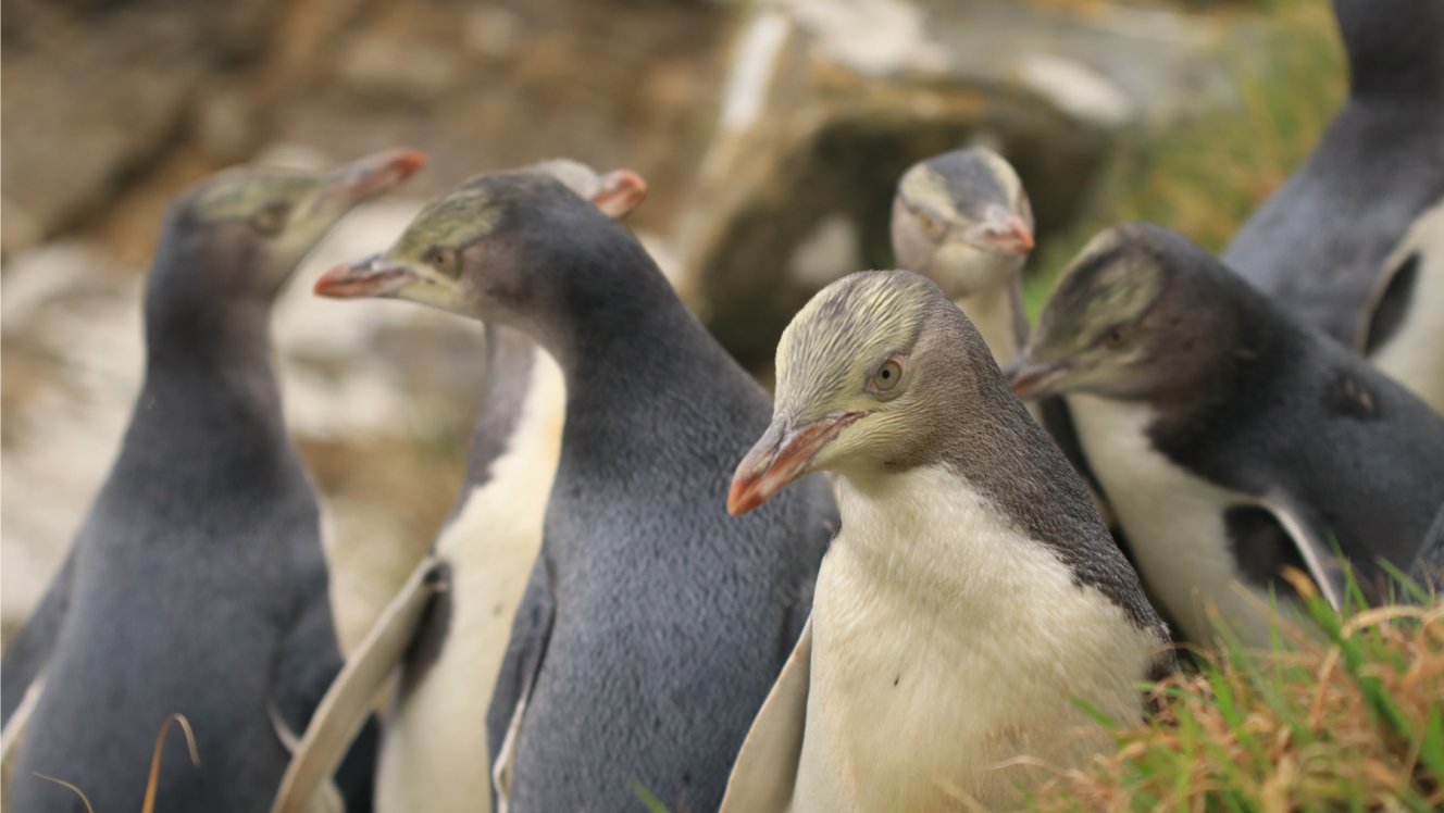 Hoiho chicks