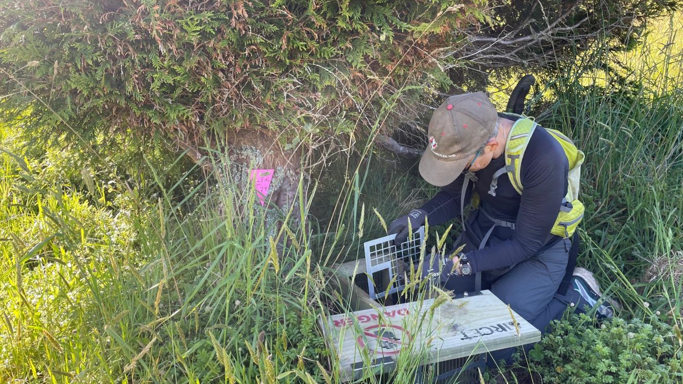 Predator control on Stewart Island.