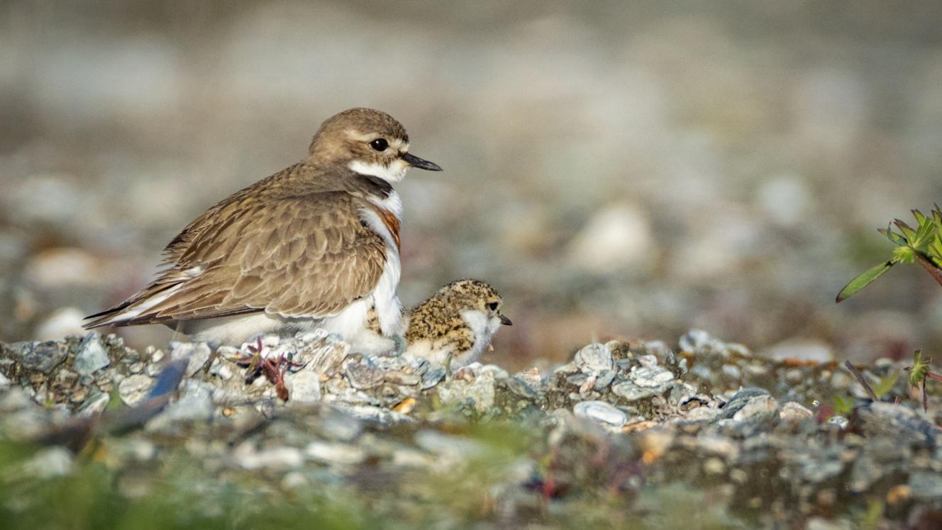 Dotterel