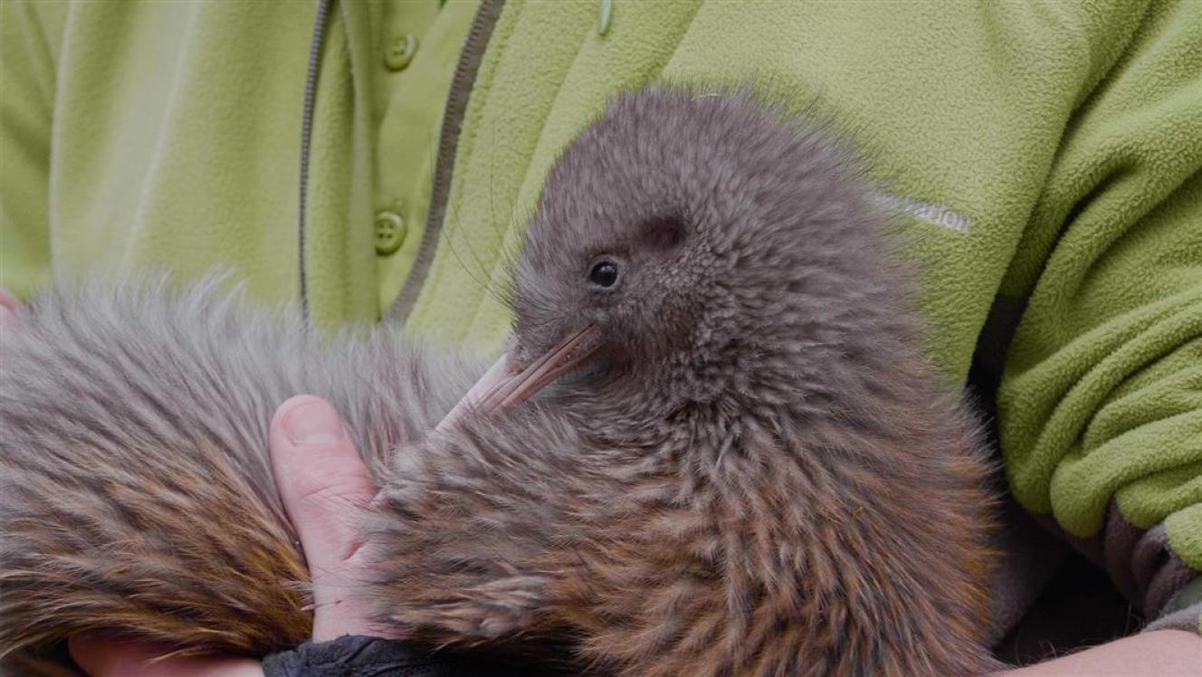 A kiwi.