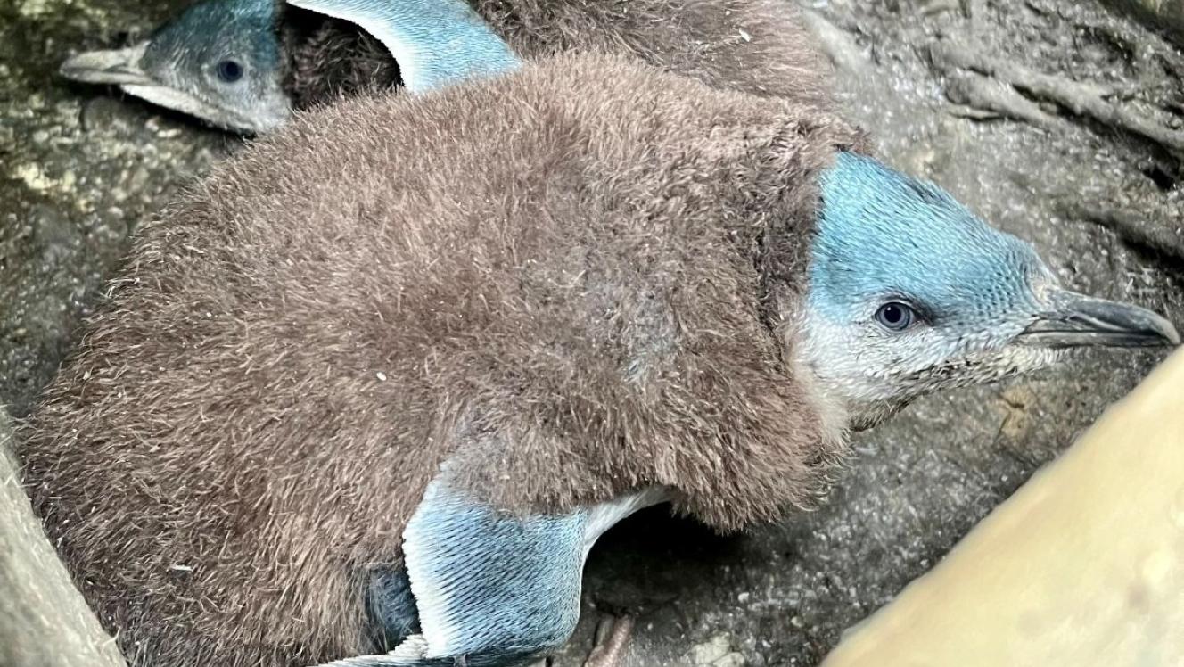 Little penguins chicks at Waiheke's Native Bird Rescue. 