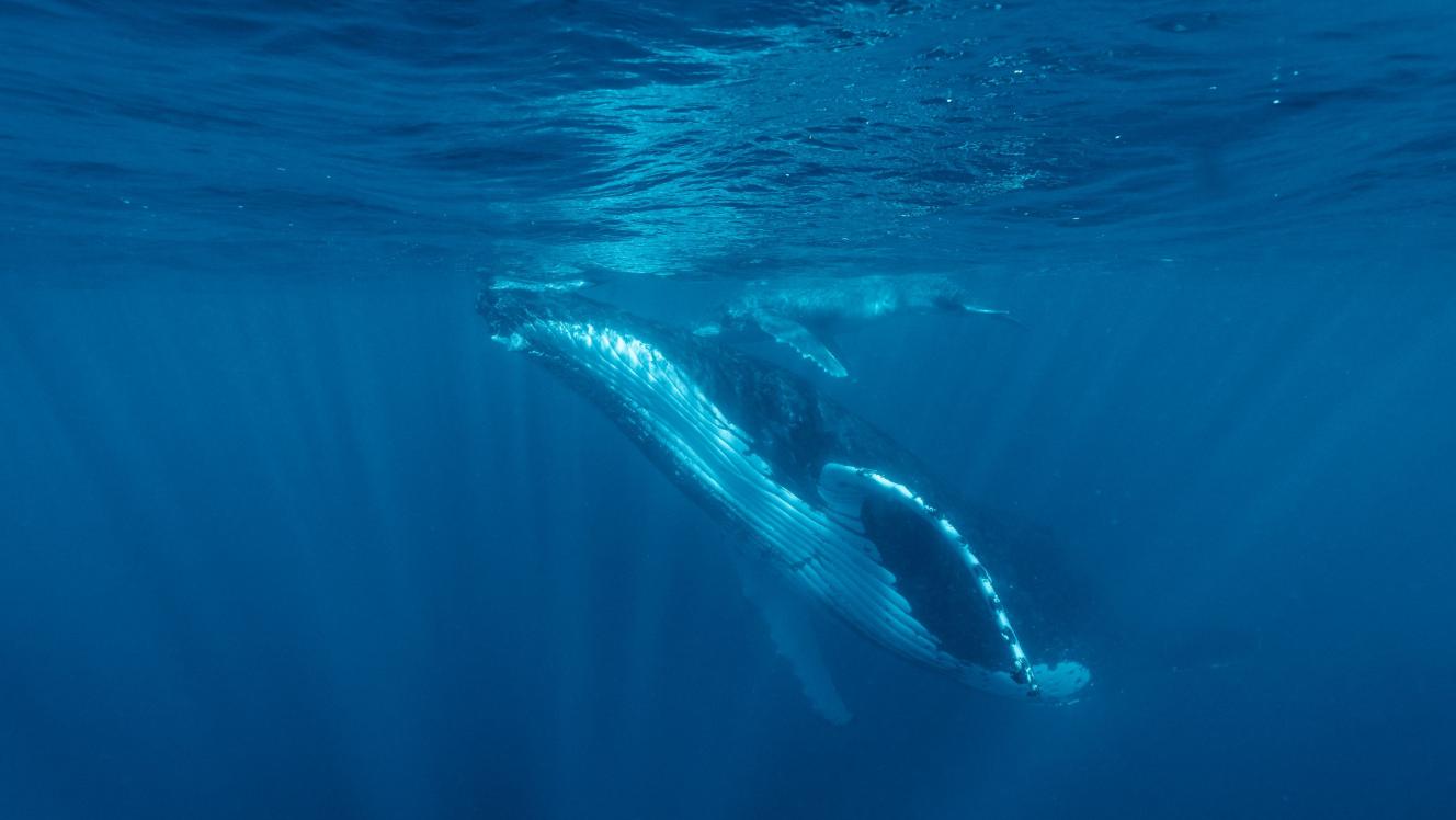 Humpback whale and calf - Tonga