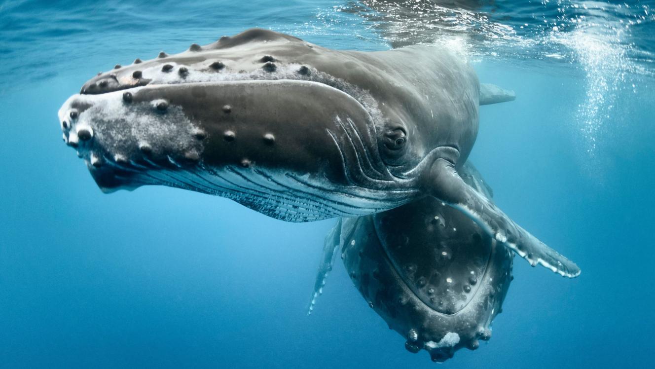 Humpback whale and calf