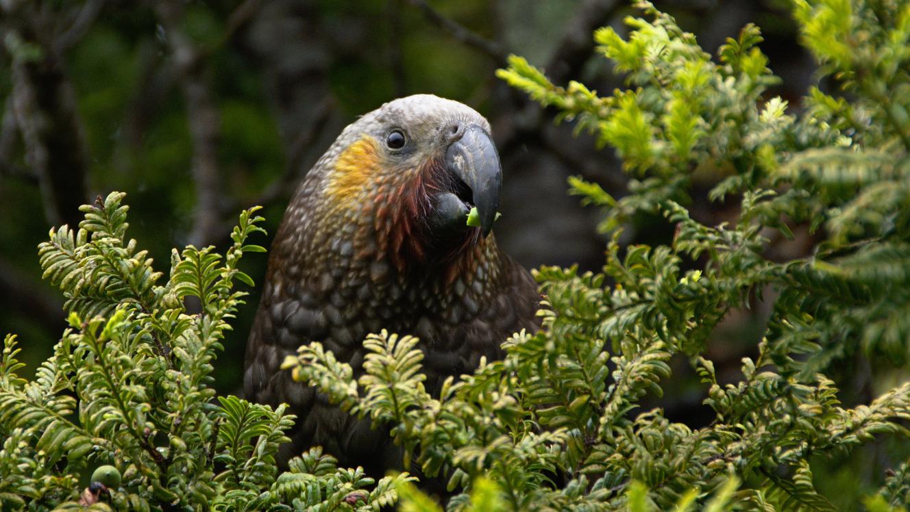 Image of a kaka