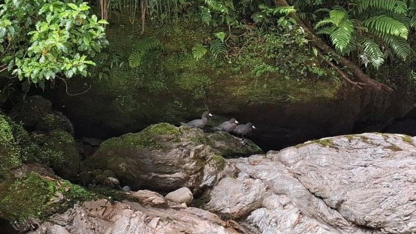 Whio/blue duck in remote area of the West Coast of the South Island.