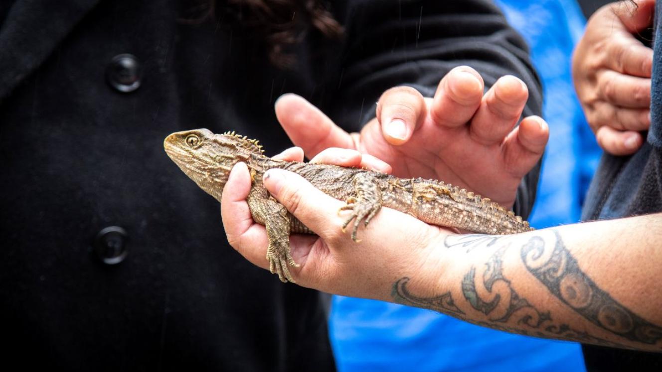 A tuatara at Brook Waimārama Sanctuary. 