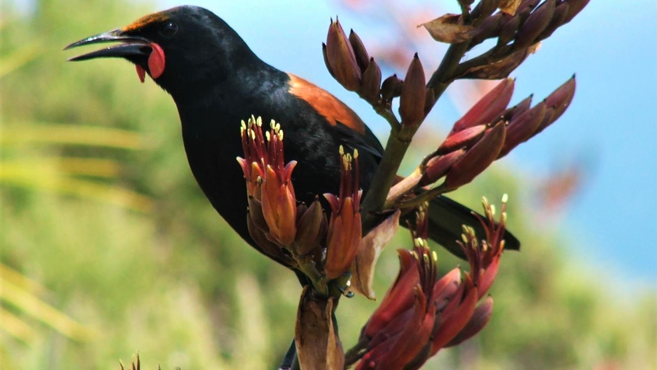 Tieke