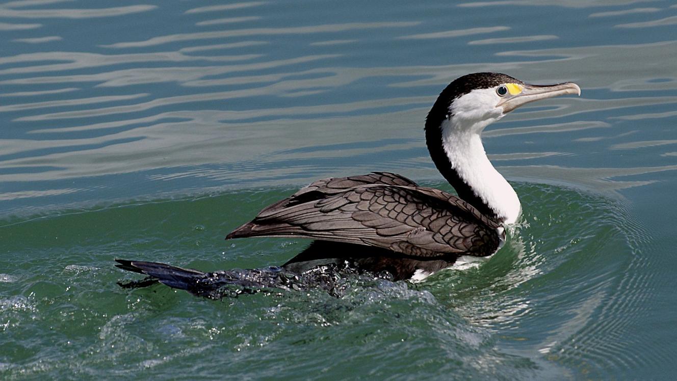 nz pied shag swimming