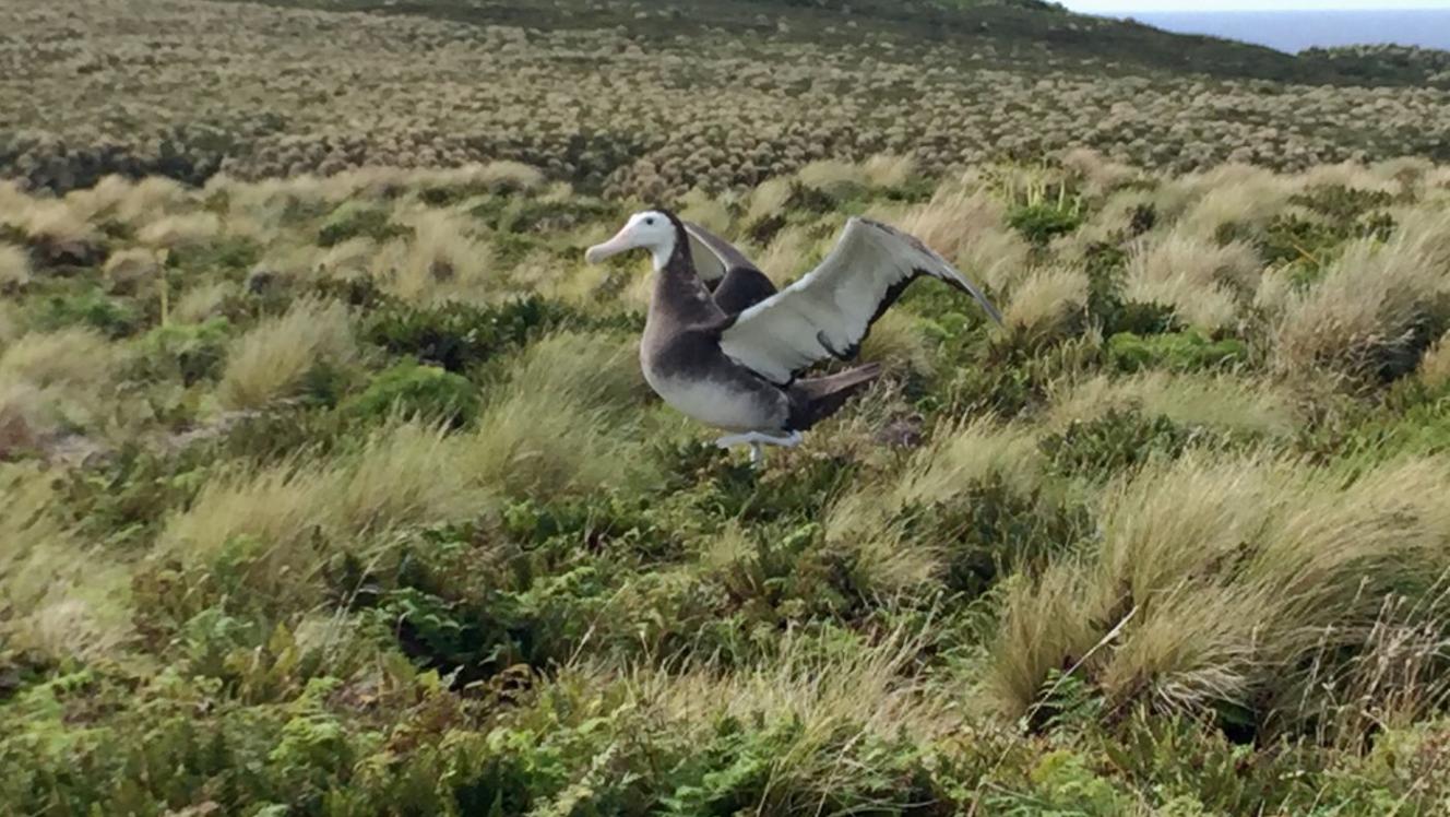 50 Years: Operation Million Dollar Mouse | WWF-New Zealand