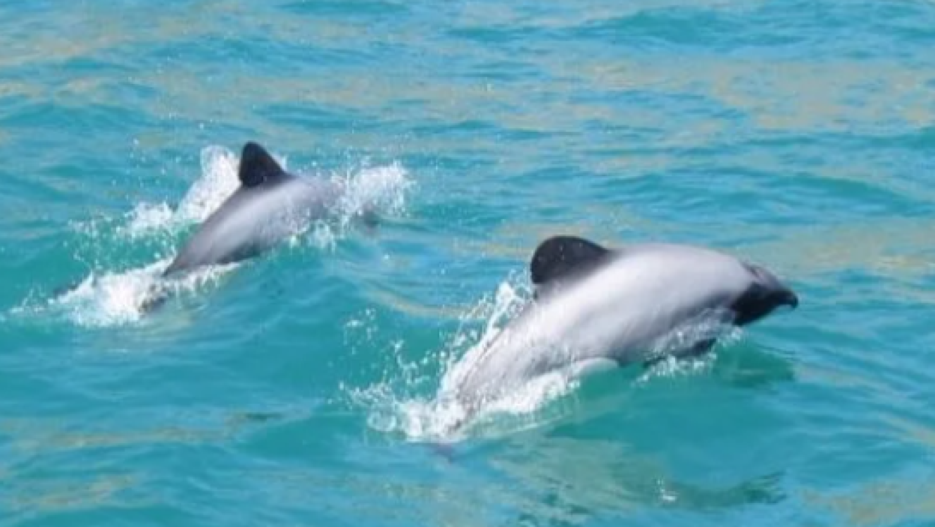 Māui dolphins.