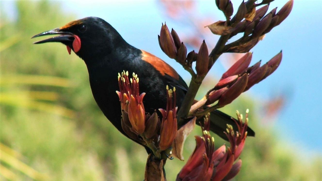 Tīeke / Saddleback.