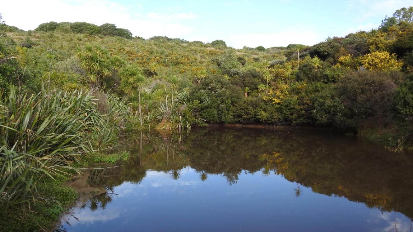 Wetlands on Tiritiri Matangi Island.