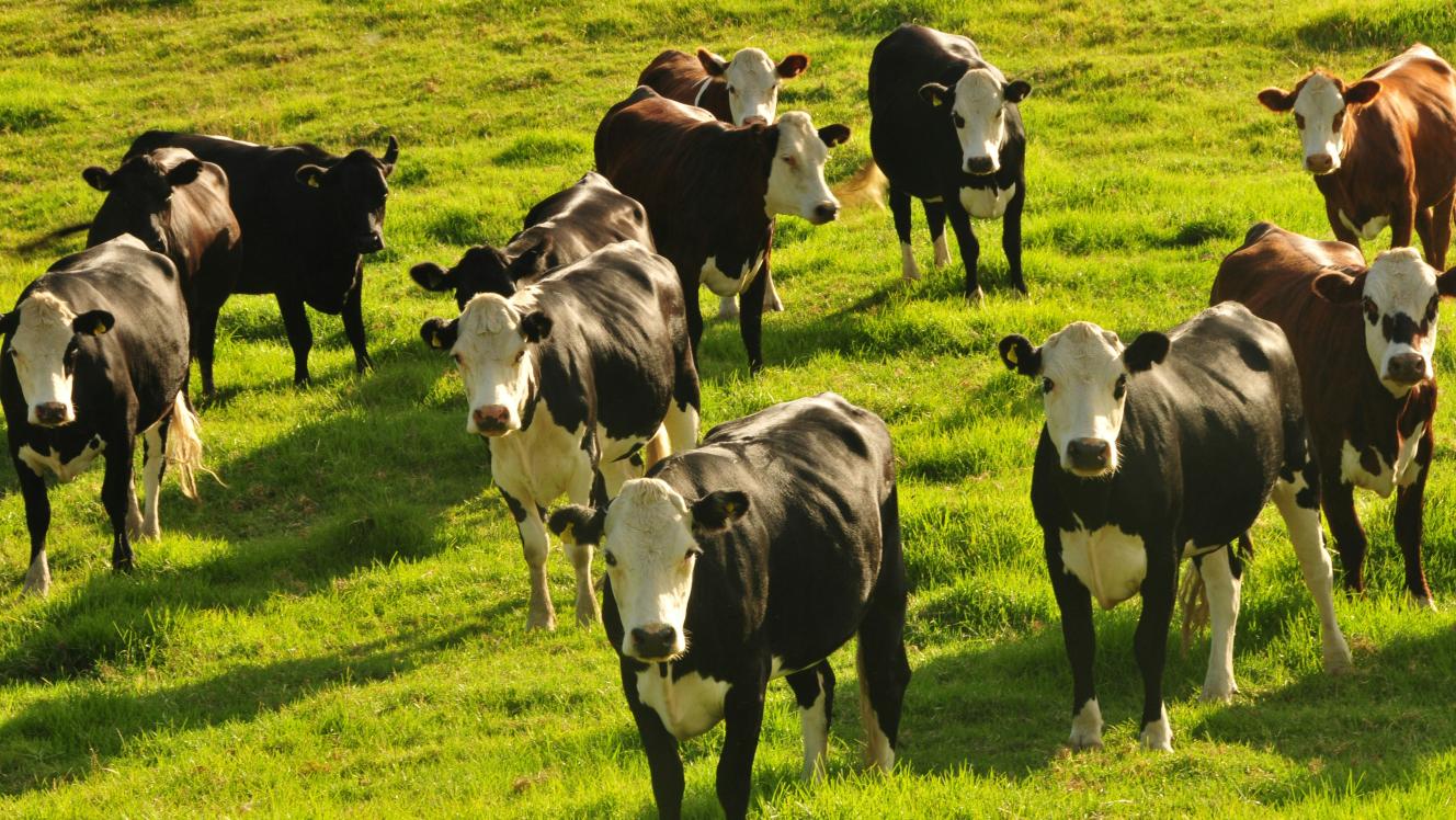 image of cows on a farm