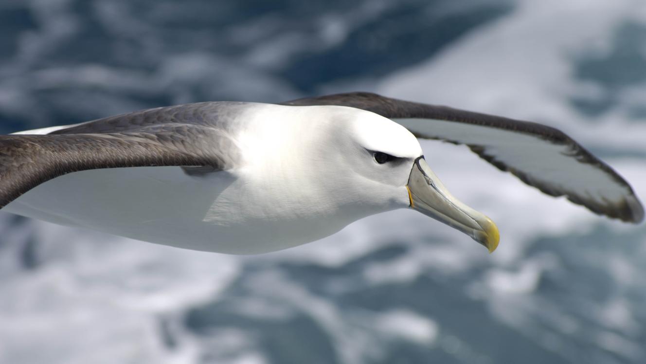 Salvin's albatross