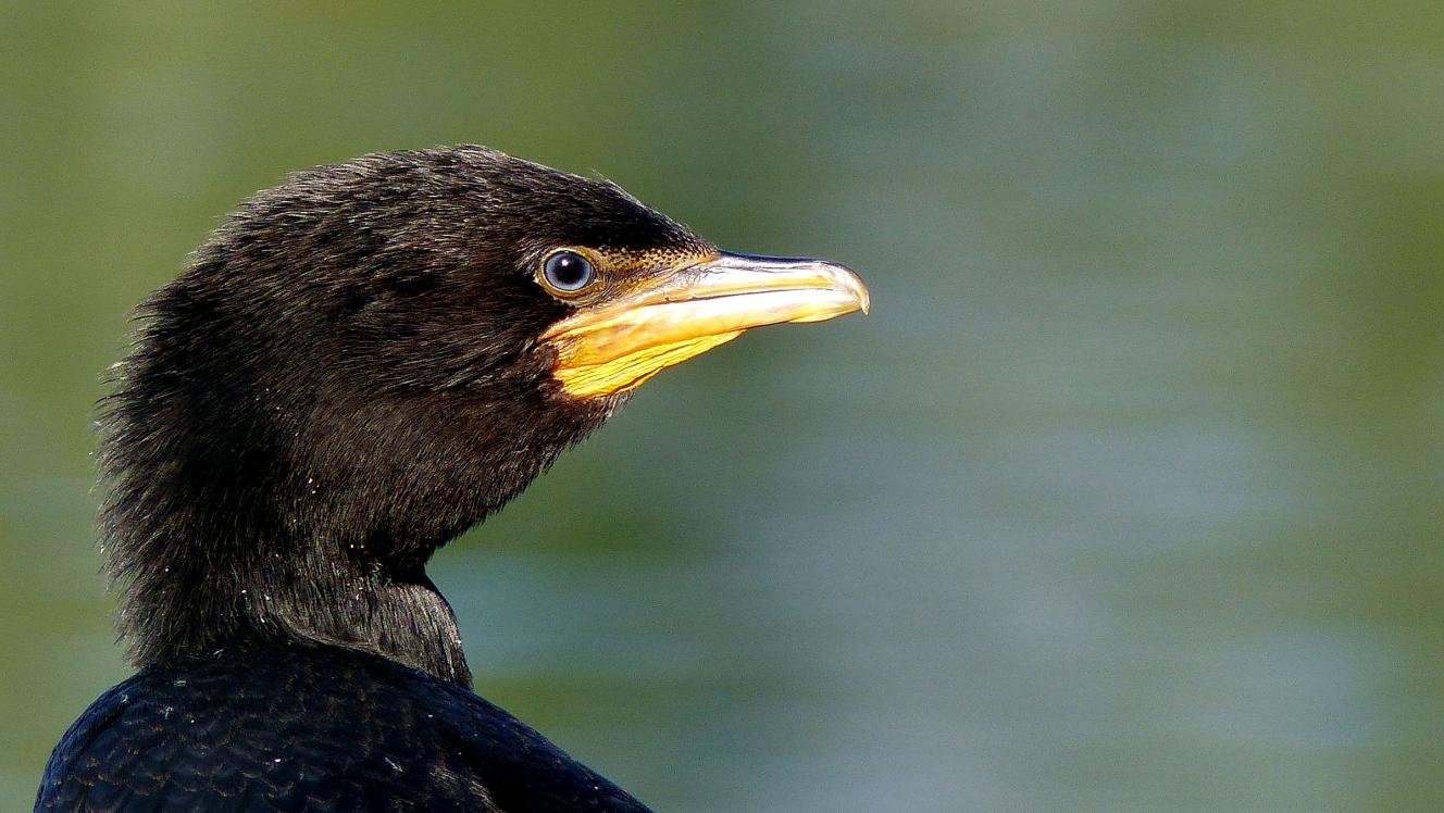Black shag