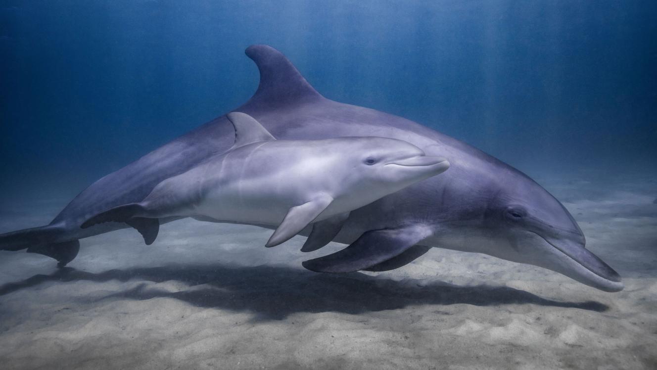 Mother and calf - bottlenose dolphin