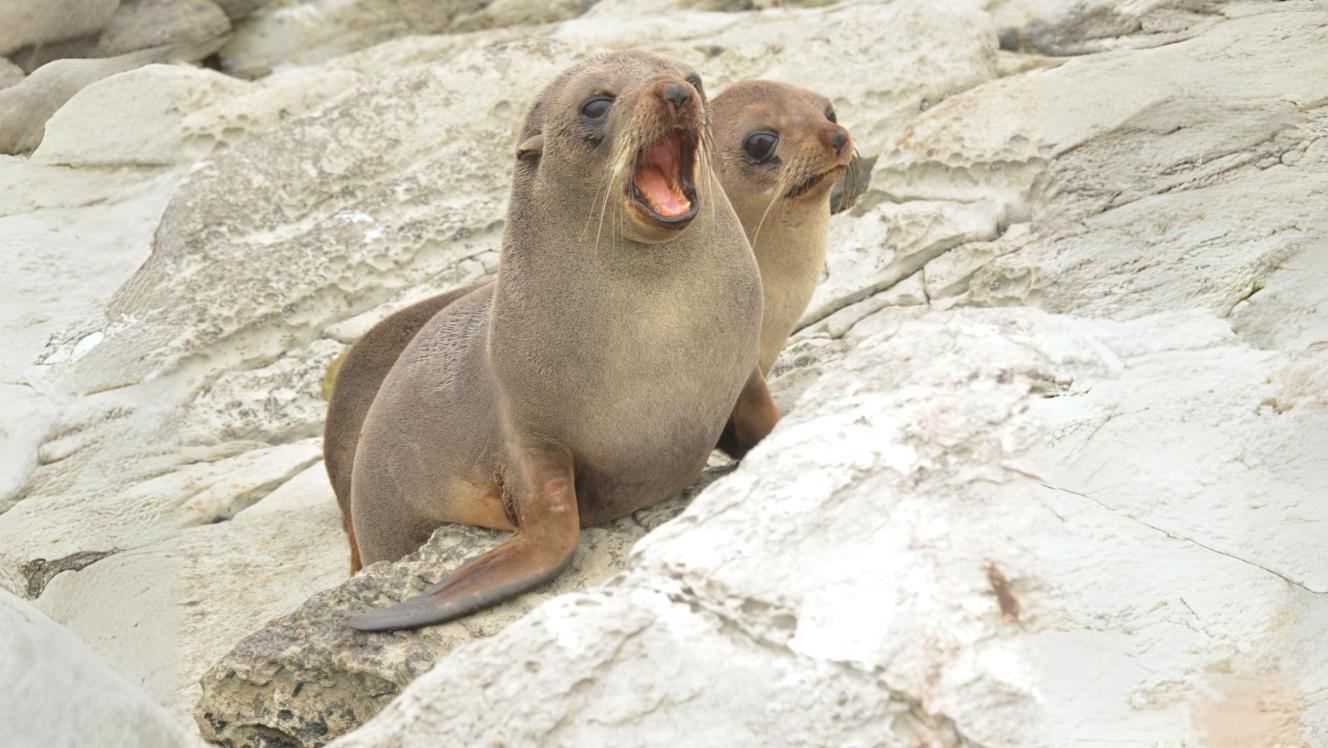 Sea lion pups eCard