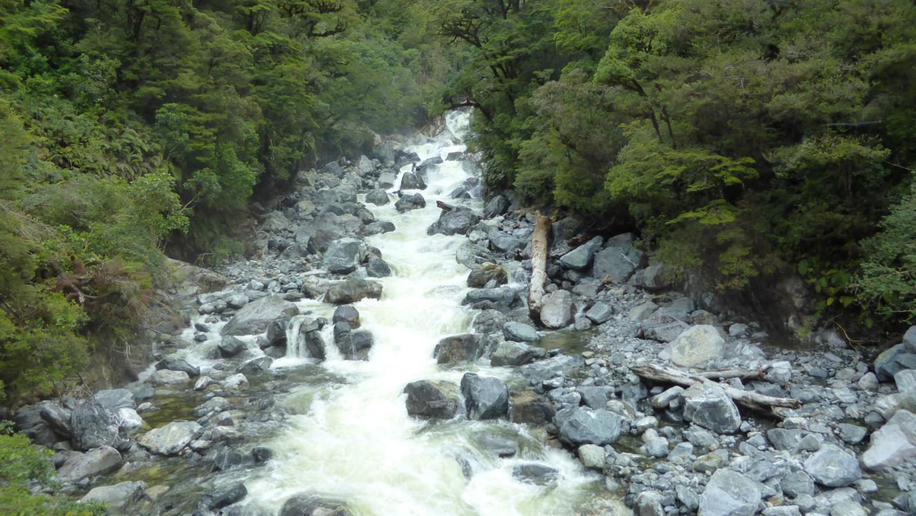 river runs through nz bush