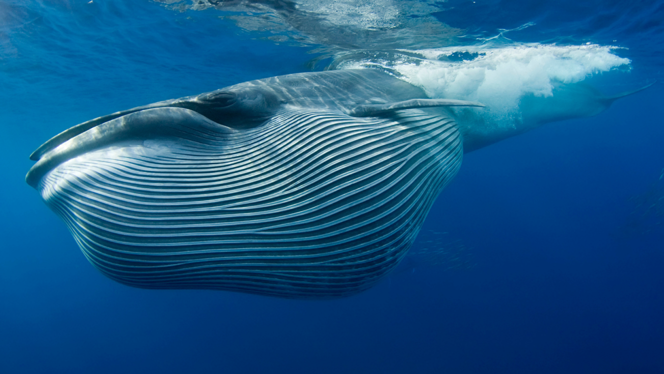 Bryde's Whale