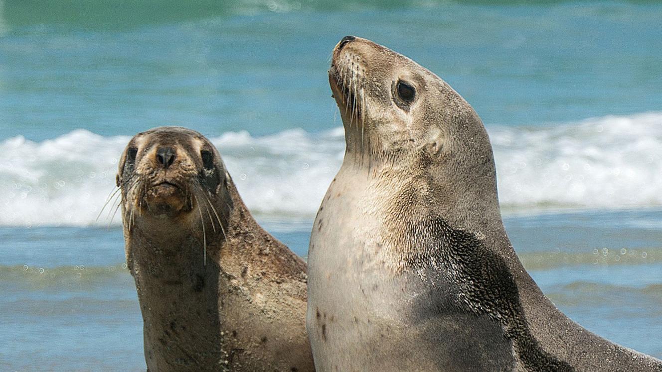 Two seals on beach