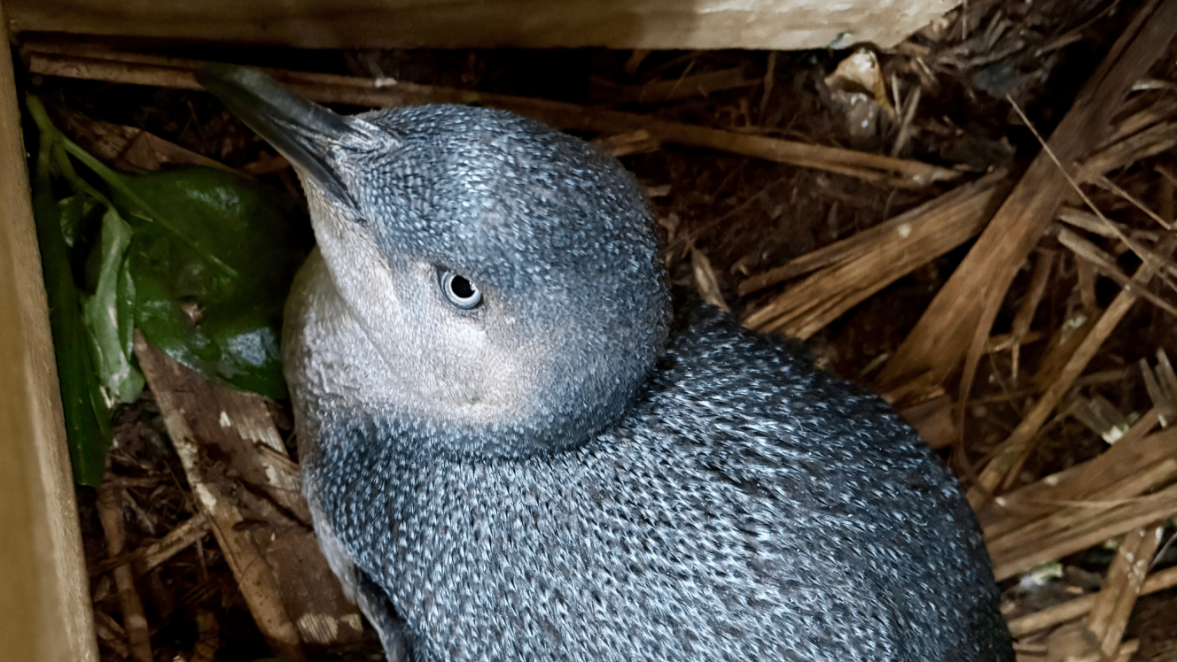 Kororā Little Penguin