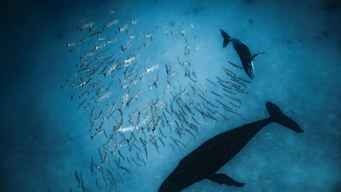 Image of Humpback whales and barracuda