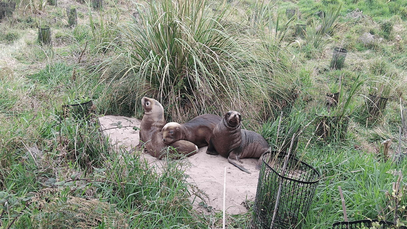 Seal pups resting