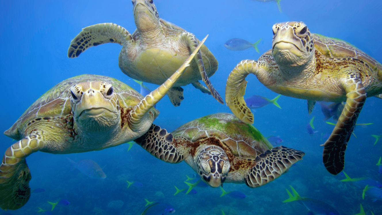 Marine turtles