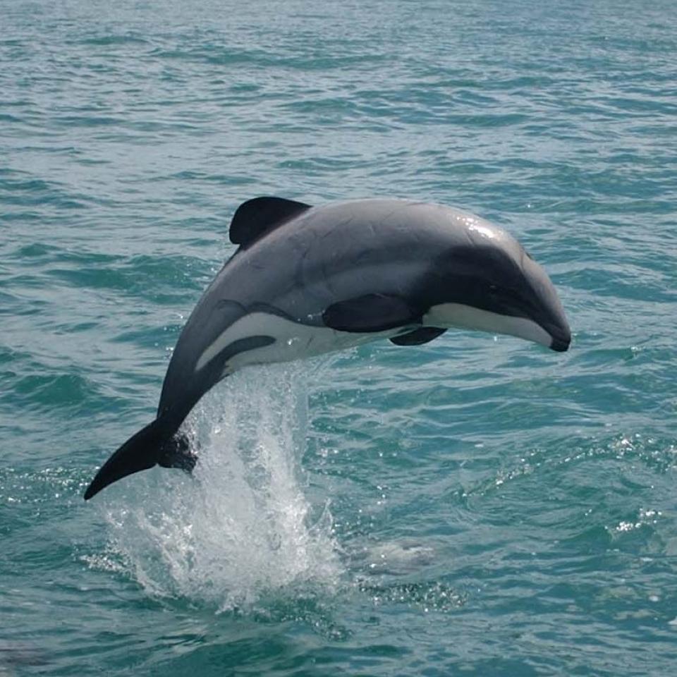 Jumping Hector's dolphin