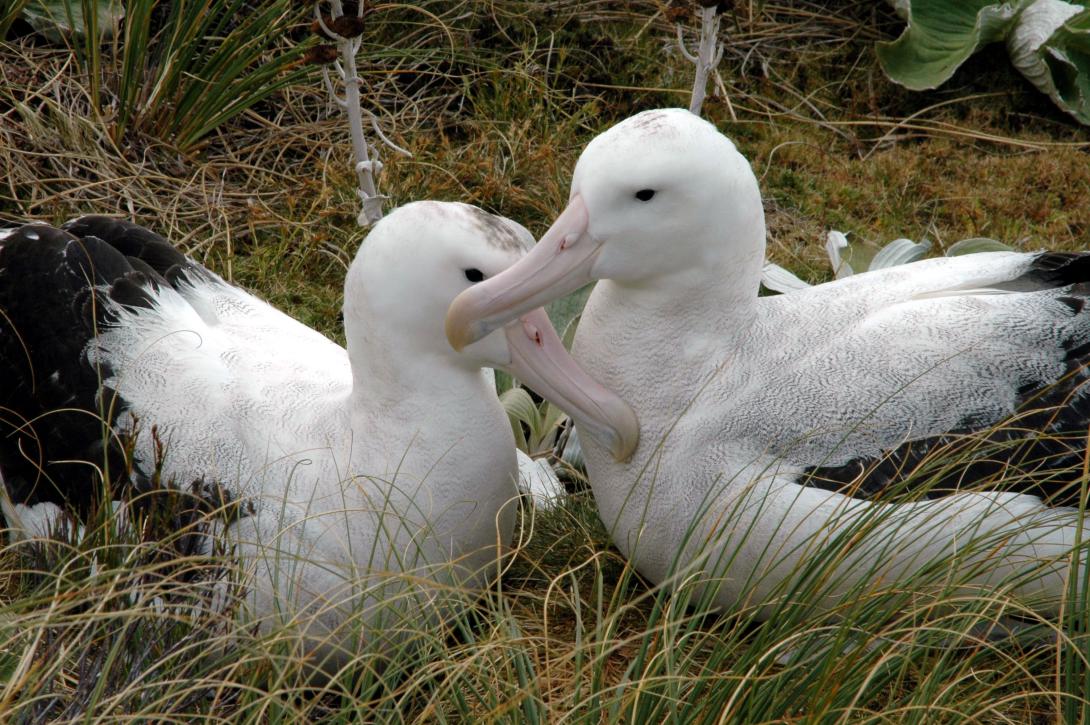 Save the Antipodean albatross