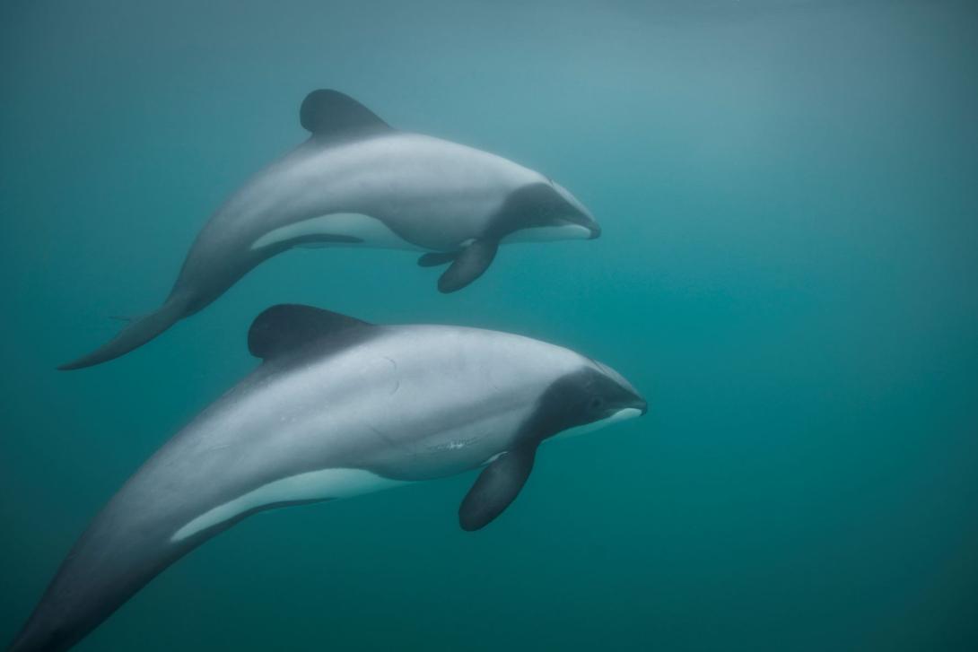 Save our Sanctuaries