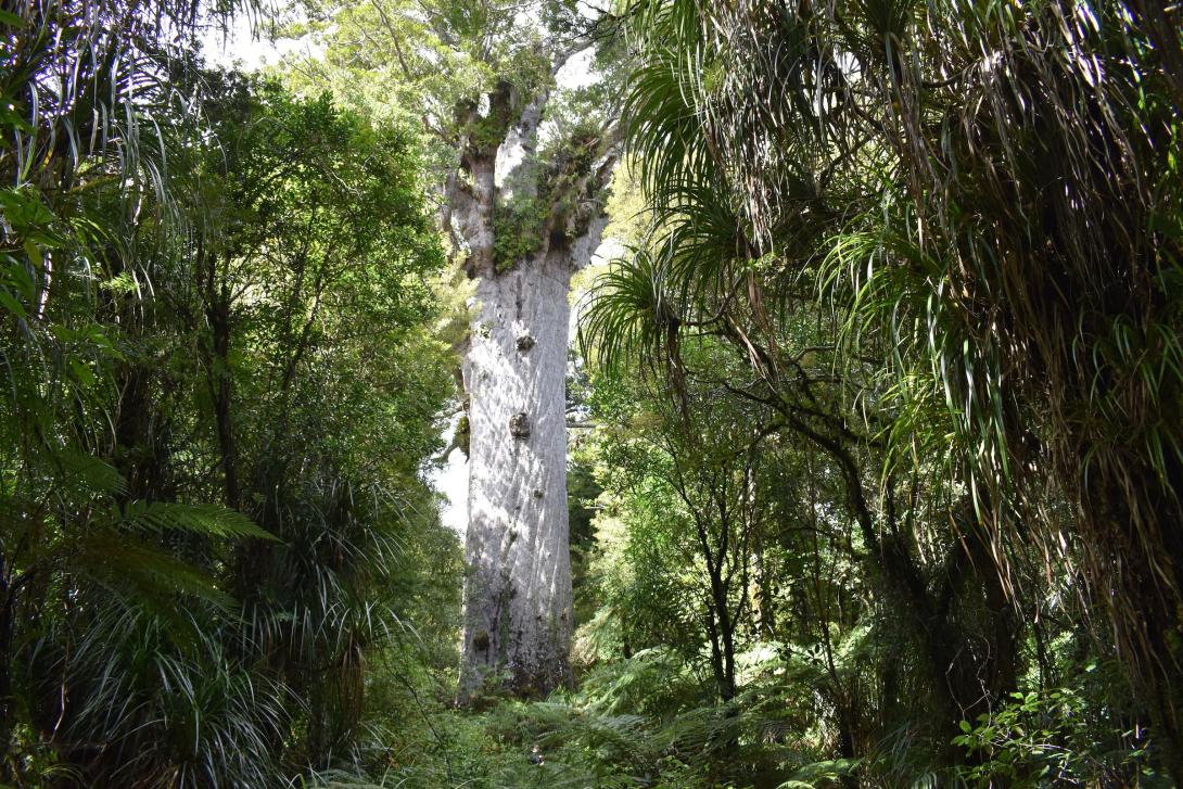 50 years of protecting nature in Aotearoa