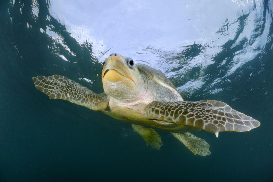 Help our marine turtles