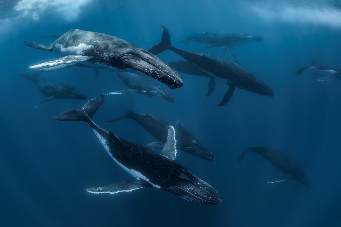Actions for a healthy ocean